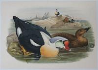[Somateria Spectabilis - King Eider Duck.]