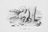 [Poodle] Barbet. Pudel. Uszk&agrave;r.