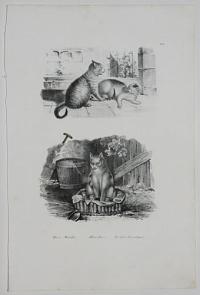 Hazi Matska. Haus-Kaze. Le chat domestique.