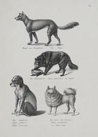 Hund van Neuholland. Canis Dingo. Der Hirtenhund. Canis domesticus. Le berger. Der Jagdhund. Canis gallicus. Chien courrant. Der Spitz oder Pommer. Canis pomeranus. Le Chien loup.