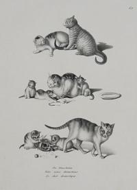 Die Hauskatze. Felis catus domesticus. Le chat domestique.