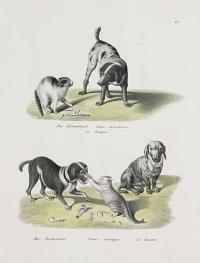 Der H&uuml;hnerhund. Canis avicularius. Le Braque. Der Dachsund. Canis vertagus. Le basset.