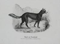 Hund von Newholland. Chien de la nouvelle Holland. Ujhollandiai Kutya.