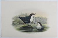 [Cinclus melanogaster - Black-Bellied Water-Ouzel.]