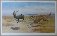 [A cheetah running down a blackbuck.]