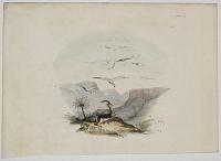 The wounded Blesbok. Plate III.
