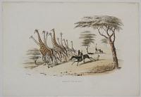 Hunting the Giraffe.