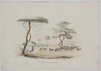 Hunting at Meritsane.