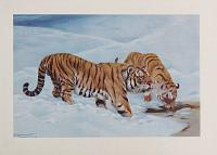 [The Manchurian Tiger. Plate II. (Felis tigris mongolica).]
