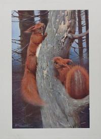 [The Squirrel. Plate VI. (Sciurus vulgaris).]