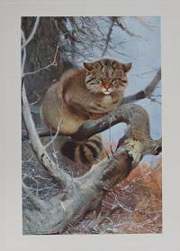 [The Wild Cat. Plate XIV. (Felis catus).]