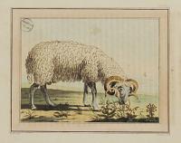 [Crimean Sheep.]