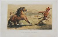 Vilda H&auml;stars Fangande.