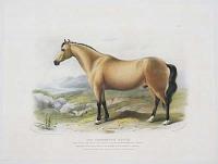 The Connamara Horse.