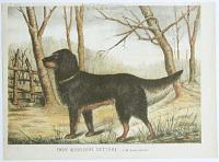 Don (Gordon Setter) a M. Arthur Girard.