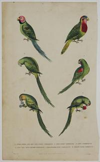 [Six parakeets]