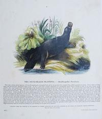 The Duck-Billed Playpus. Ornithorhynchus Paradoxus.