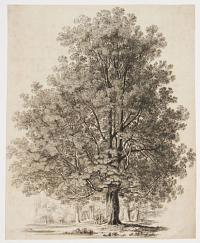 [Horse Chestnut]