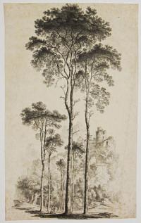 [Pine]
