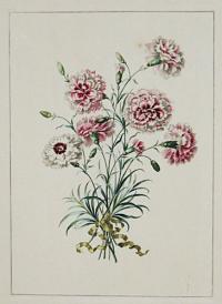 [Carnations.] No 23. [etched in reverse.]