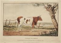 Portrait of a Heifer.