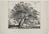 A Fairy Oak or the Power of Britain. From a sketch taken near Windsor Castle.