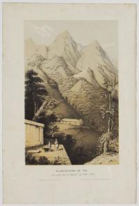 [Green tea plantations in China]