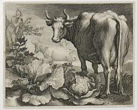 [Cow in a cabbage field.]