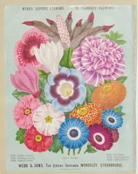 Webbs' Superb Strains of Florists' Flowers.