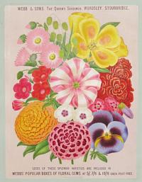 Seeds of these splendid varieties are included in Webbs' Popular Boxes of Floral Gems