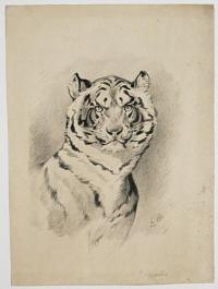 [Tiger]