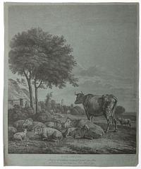 [Cattle and sheep in a field] Paul Potter.