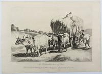 A Glostershire team of Oxen.