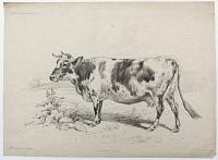 Vache Normande _ Cow _ Vacca _ Kuh _ Vaca.