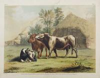 [Cows in a field.]