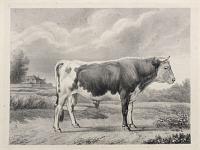 [Bull.]