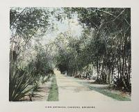View, Botanical Gardens, Brisbane.