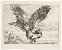 [An eagle flying holding a chick in its talons.]