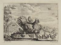 [A farmyard with hen and chicks.]