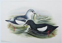 [Uria Grylle. Black Guillemot]