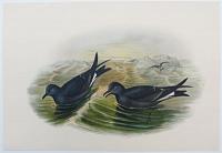 [Thalassidroma leachii - Fork-tailed storm petrel.]