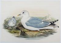 [Larus Canus - Common Gull.]