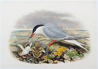 [Sterna hirundo - Common Tern.]