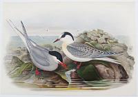 [Sterna Macrura - Arctic Tern.]