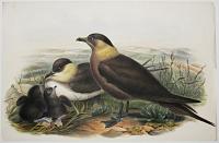 [Stercorarius Parasiticus - Arctic Skua.]