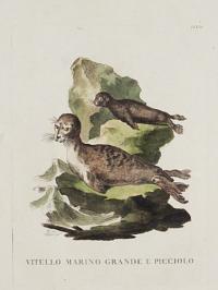 Vitello Marino Grande e Picciolo.]