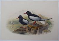 [Hydrochelidon leucoptera - White-Winged Tern.]