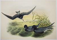 [Hydrochelidon Nigra - Black Tern.]