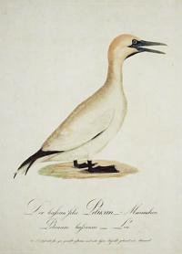 Der bassan'sche Pelikan - Mannchen. Pelecanus bassanus. Lin.