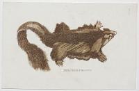 Petaurine Opossum.